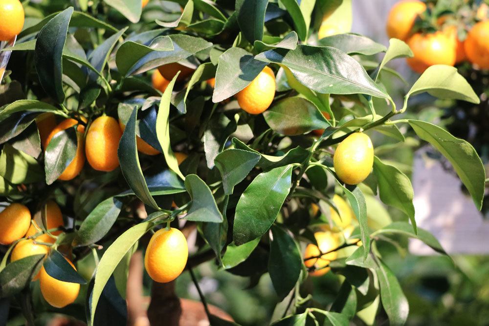 Calamondin-Orange