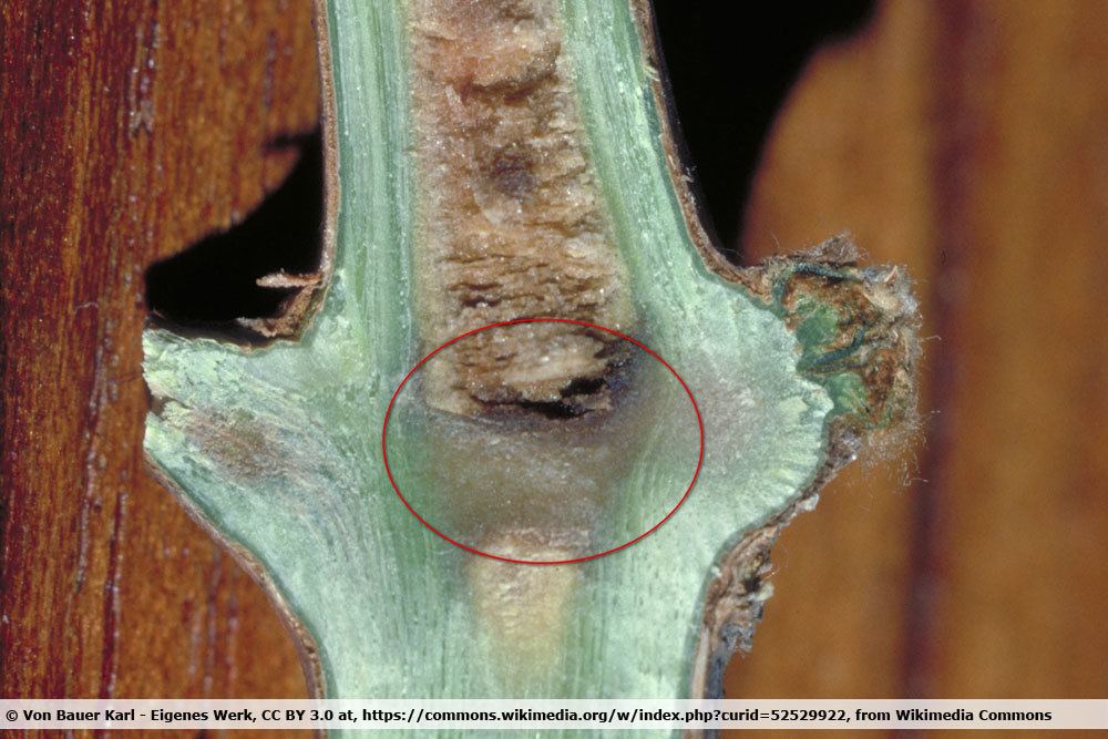 Diaphragma geschädigt durch Winterfrost