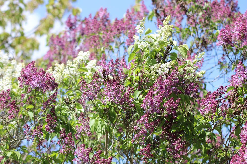 Flieder, Syringa