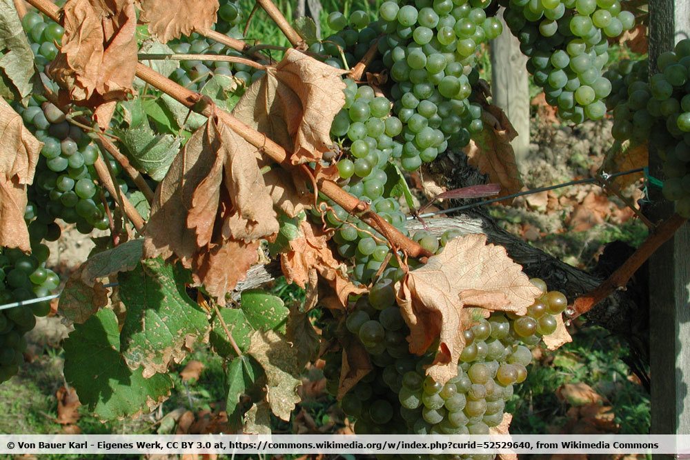 Frühfrostschäden an der Weinrebe