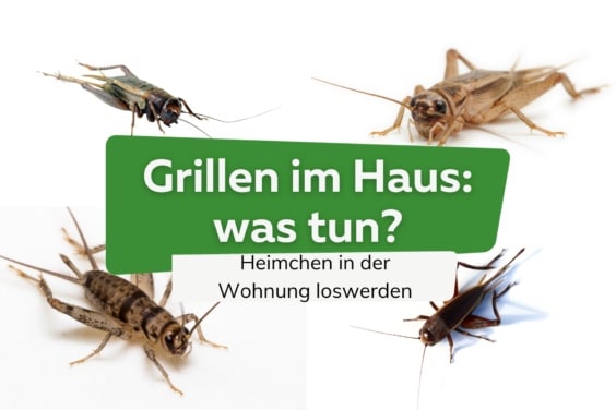 Grillen und Heimchen in der Wohnung