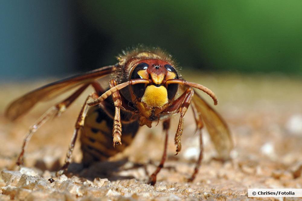 Hornisse, Vespa crabro