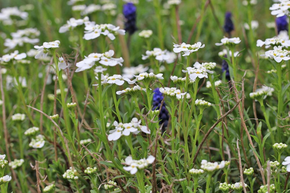 Immergrüne Schleifenblume, Iberis sempervirens