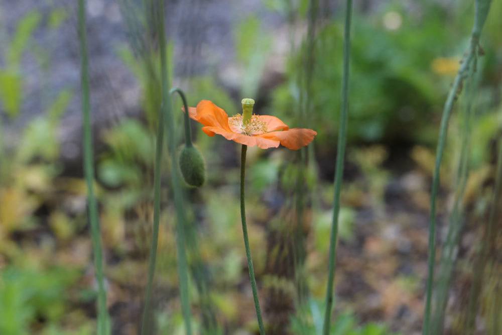 Island-Mohn, Papaver nudicaule