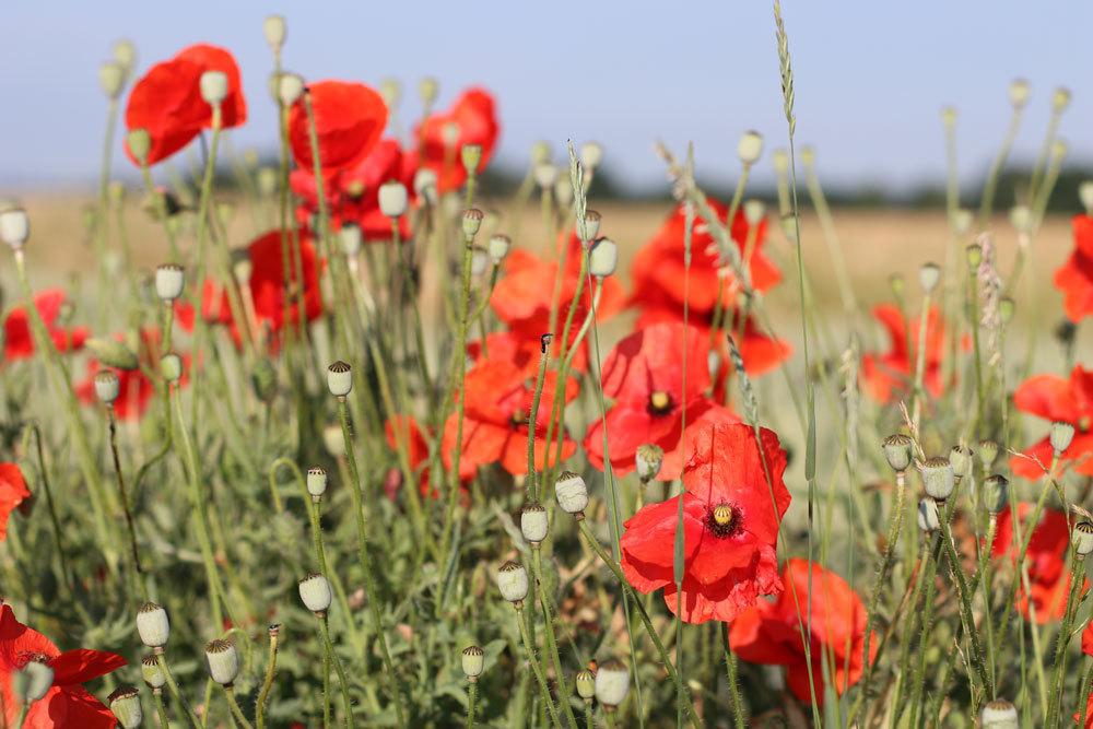 Klatschmohn