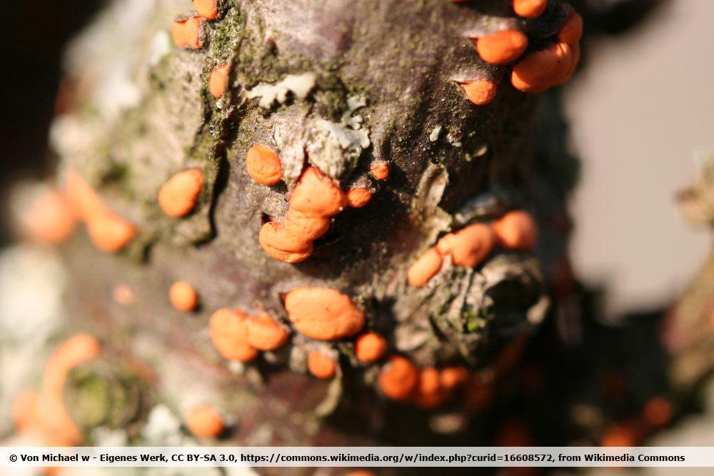 Rotpustelkrankheit, Nectria cinnabarina