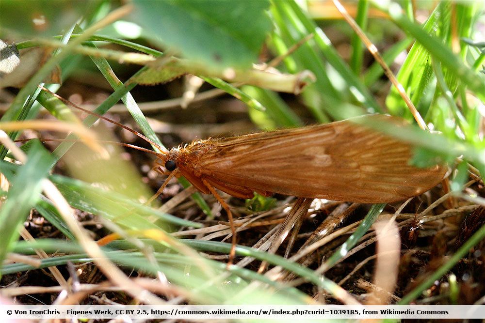 Köcherfliege, Trichoptera