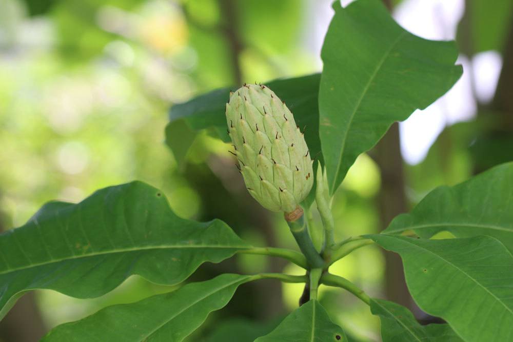 Zapfen mit Samen von Schirmmagnolie