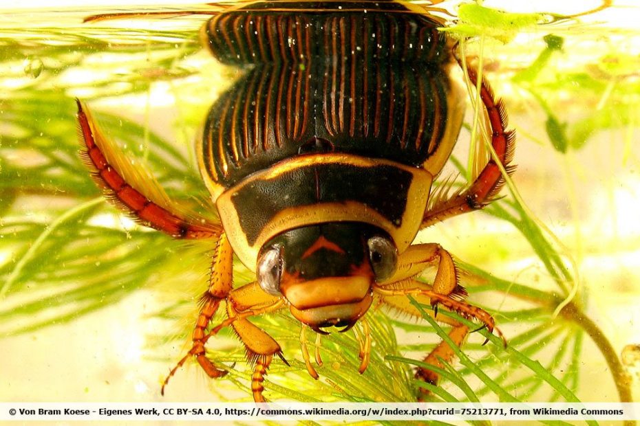 Schädlinge im Gartenteich so werden Sie Käfer und Insektenlarven los