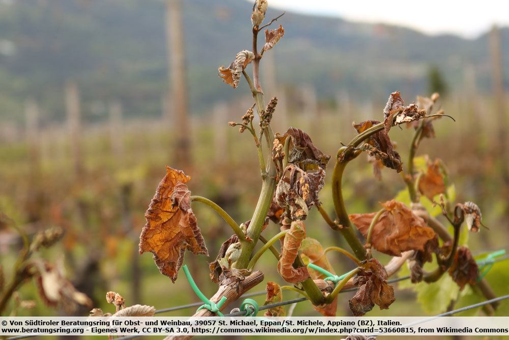 Spätfrostschäden an der Weinrebe