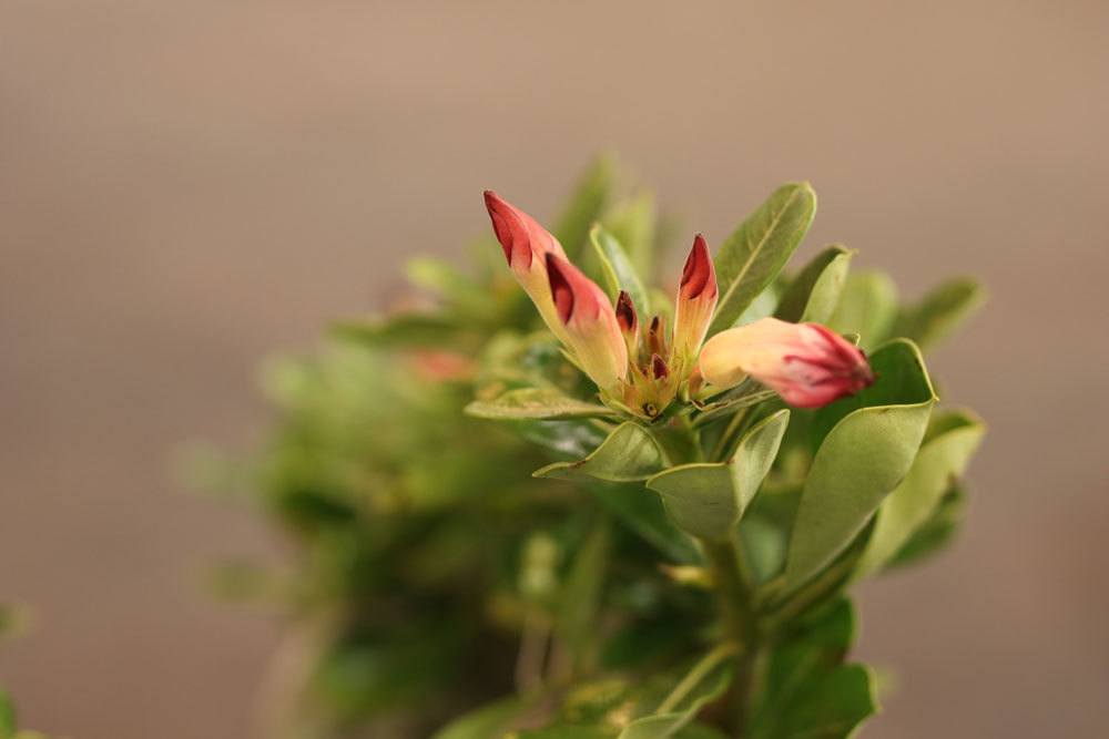 Wüstenrose, Adenium obesum