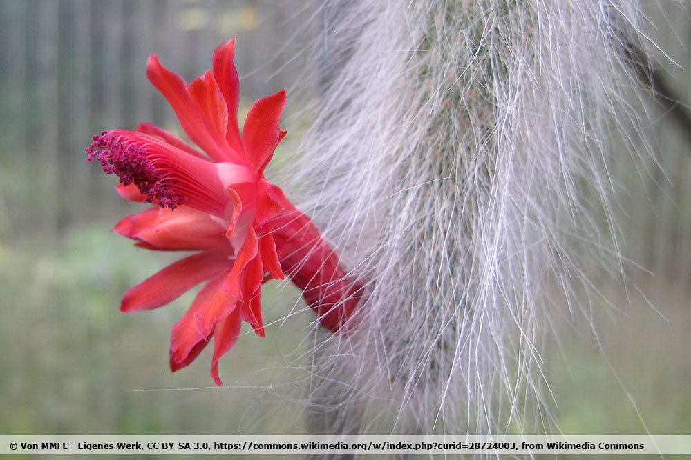 Affenschwanz, Cleistocactus colademononis