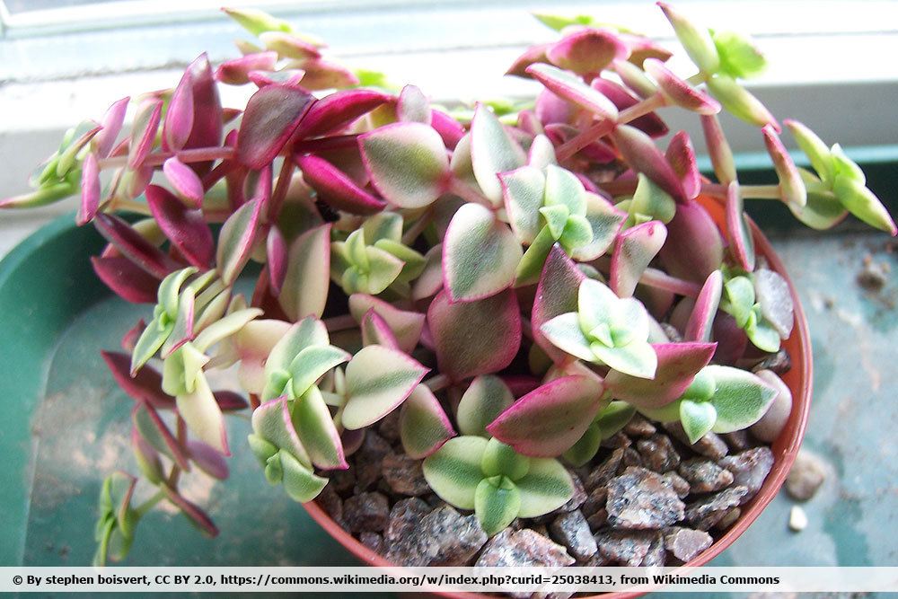 Calico Kitten, Crassula pellucida subsp. marginalis 'Variegata'