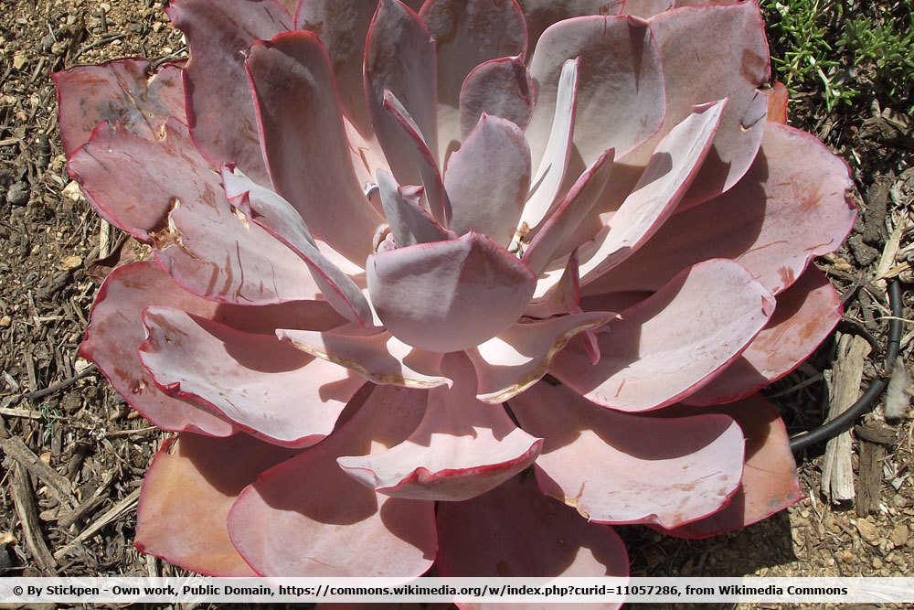 Echeveria ‚Afterglow‘