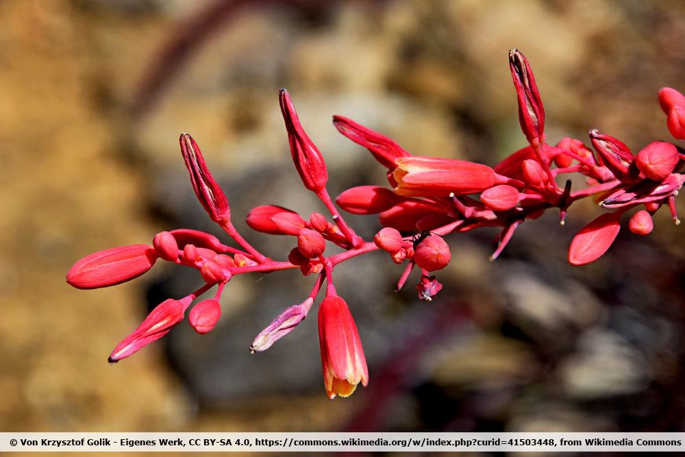 Kleinblütige Westliche Aloe, Hesperaloe parviflora