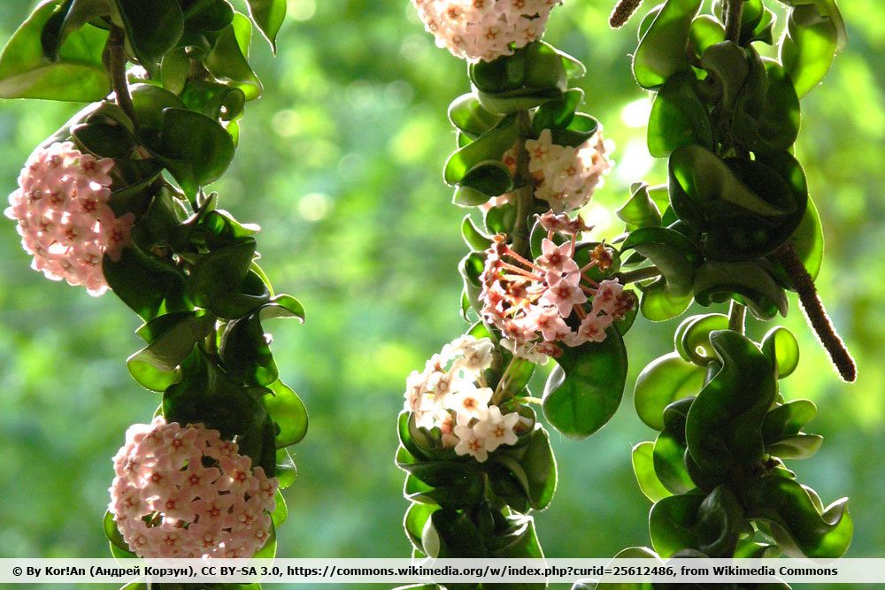 Hindu Rope Plant, Hoya compacta