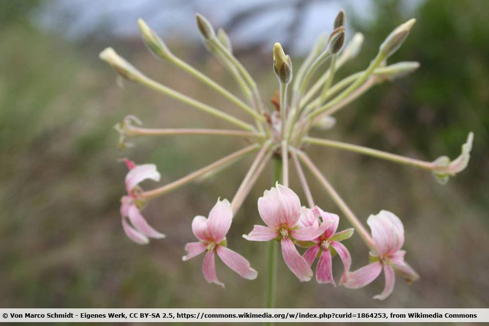 Rauchfarbene Pelargonie, Pelargonium luridum