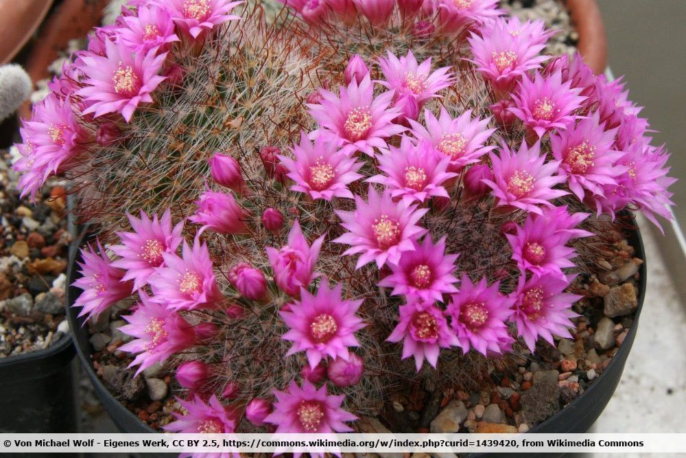 Pincushion Cactus, Mammillaria crinita