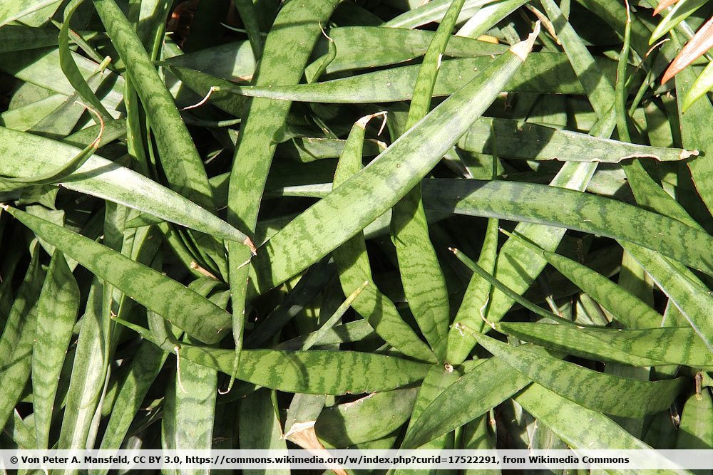 Kenya Hyacinth, Sansevieria parva