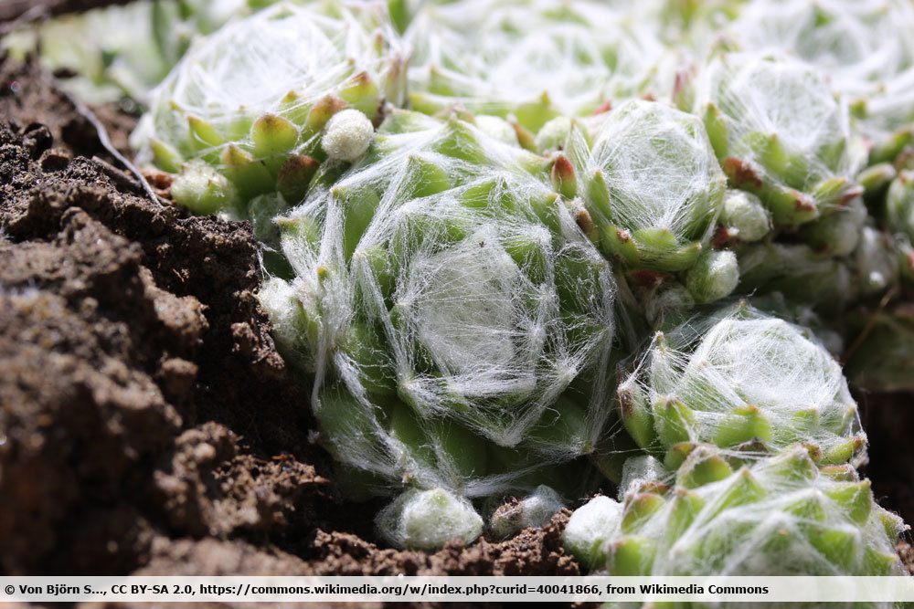 Spinnweb-Hauswurz, Sempervivum arachnoideum