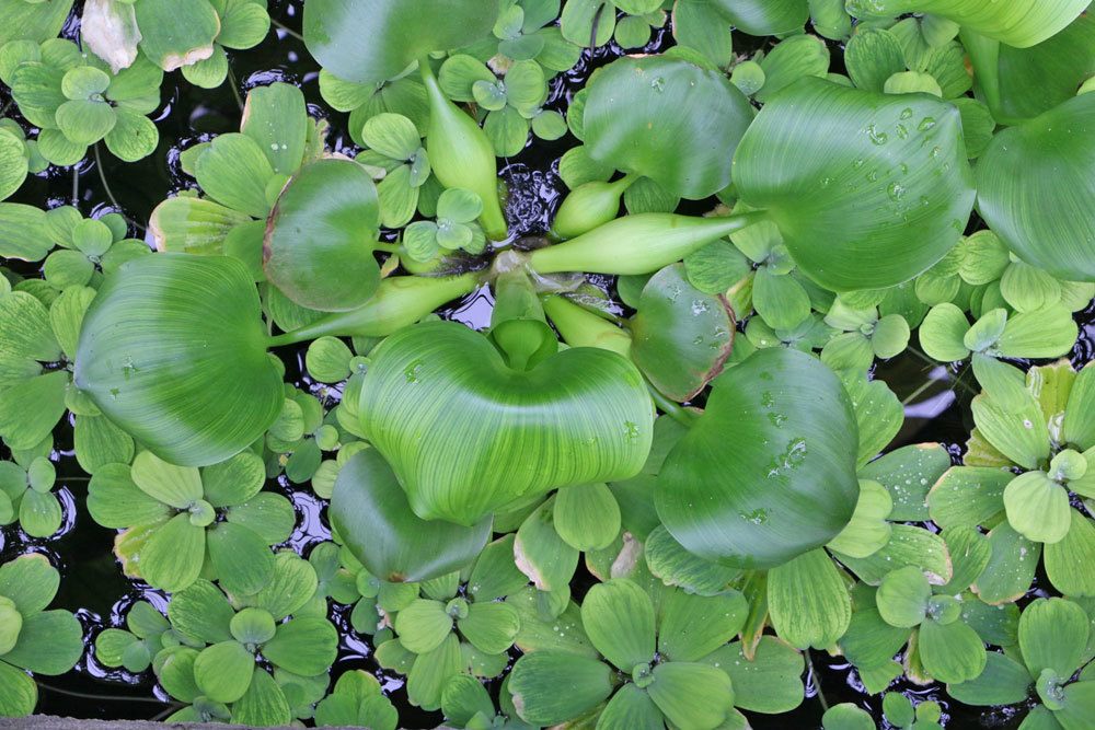 Wasserhyazinthe, Eichhornia