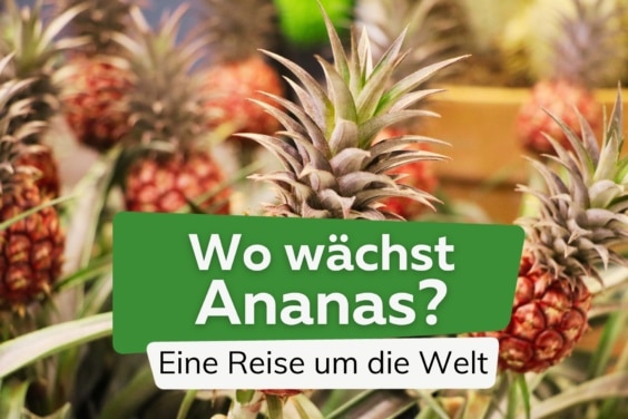 Wo wächst die Ananas?