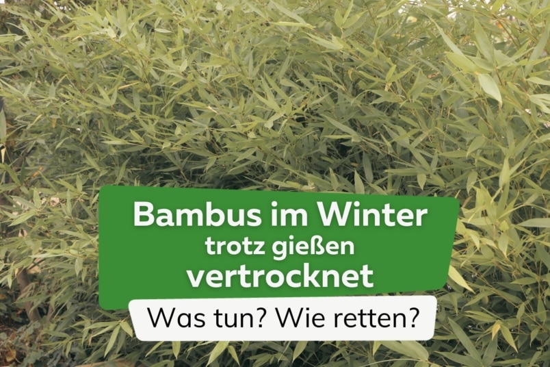 Bambus, trotz gießen im Winter, vertrocknet