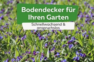 schnellwachsende und anspruchslose Bodendecker für den Garten