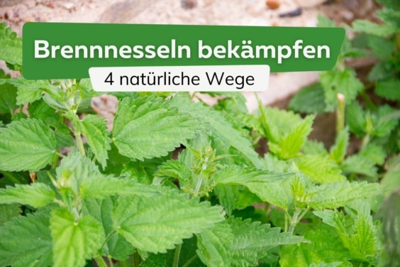 Brennnesseln bekämpfen: 4 natürliche Wege um sie zu vernichten