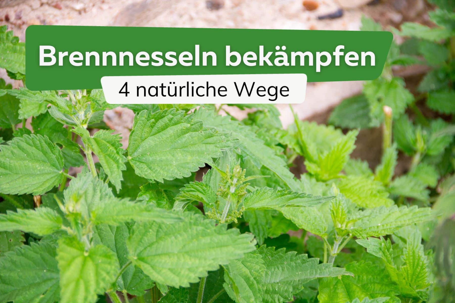 Brennnesseln bekämpfen: 4 natürliche Wege um sie zu vernichten