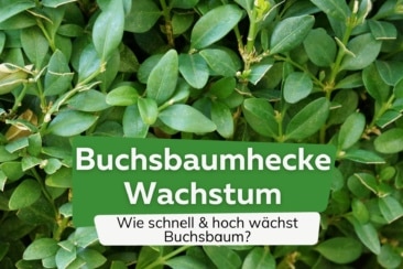 Wachstum Buchsbaumhecke