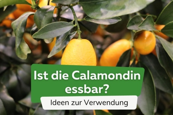 Calamondin-Orange essbar