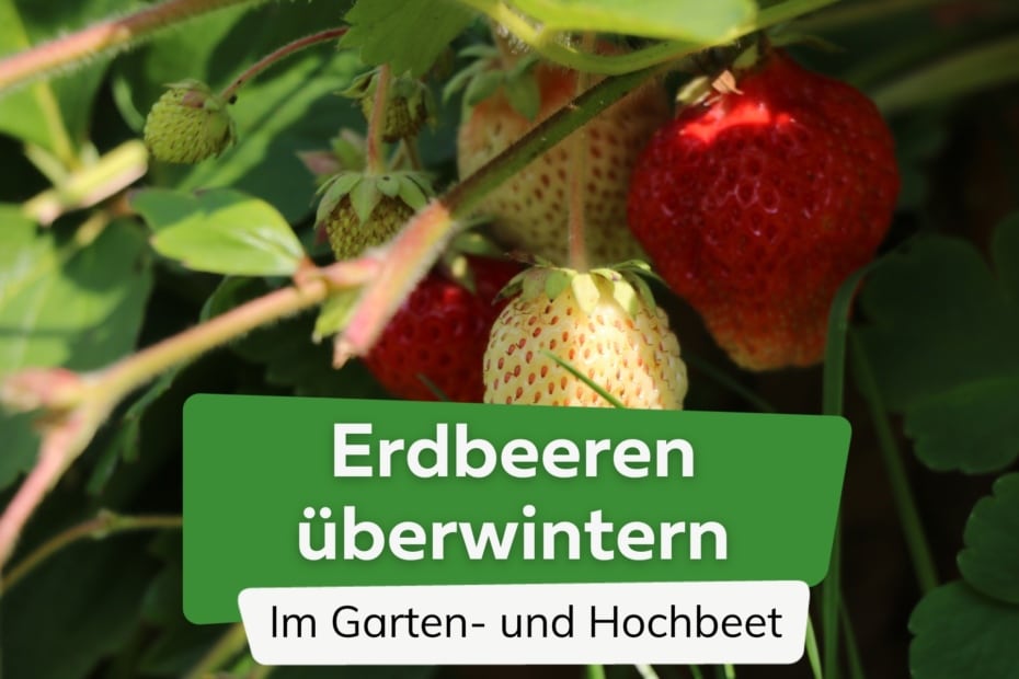 Erdbeeren überwintern im Garten und Hochbeet so gelingt es