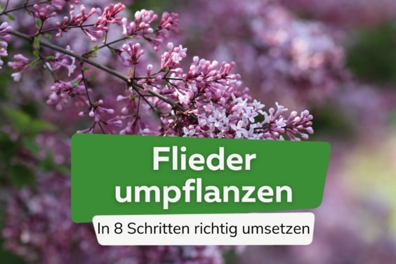 Flieder umpflanzen - in 8 Schritten richtig umsetzen