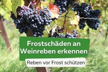 Frostschäden an Weinreben erkennen und schützen