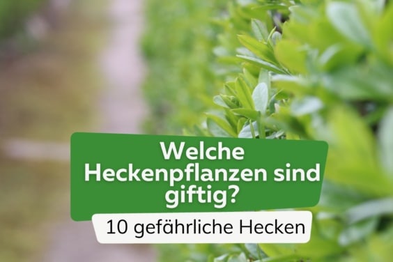 giftige Heckenpflanzen