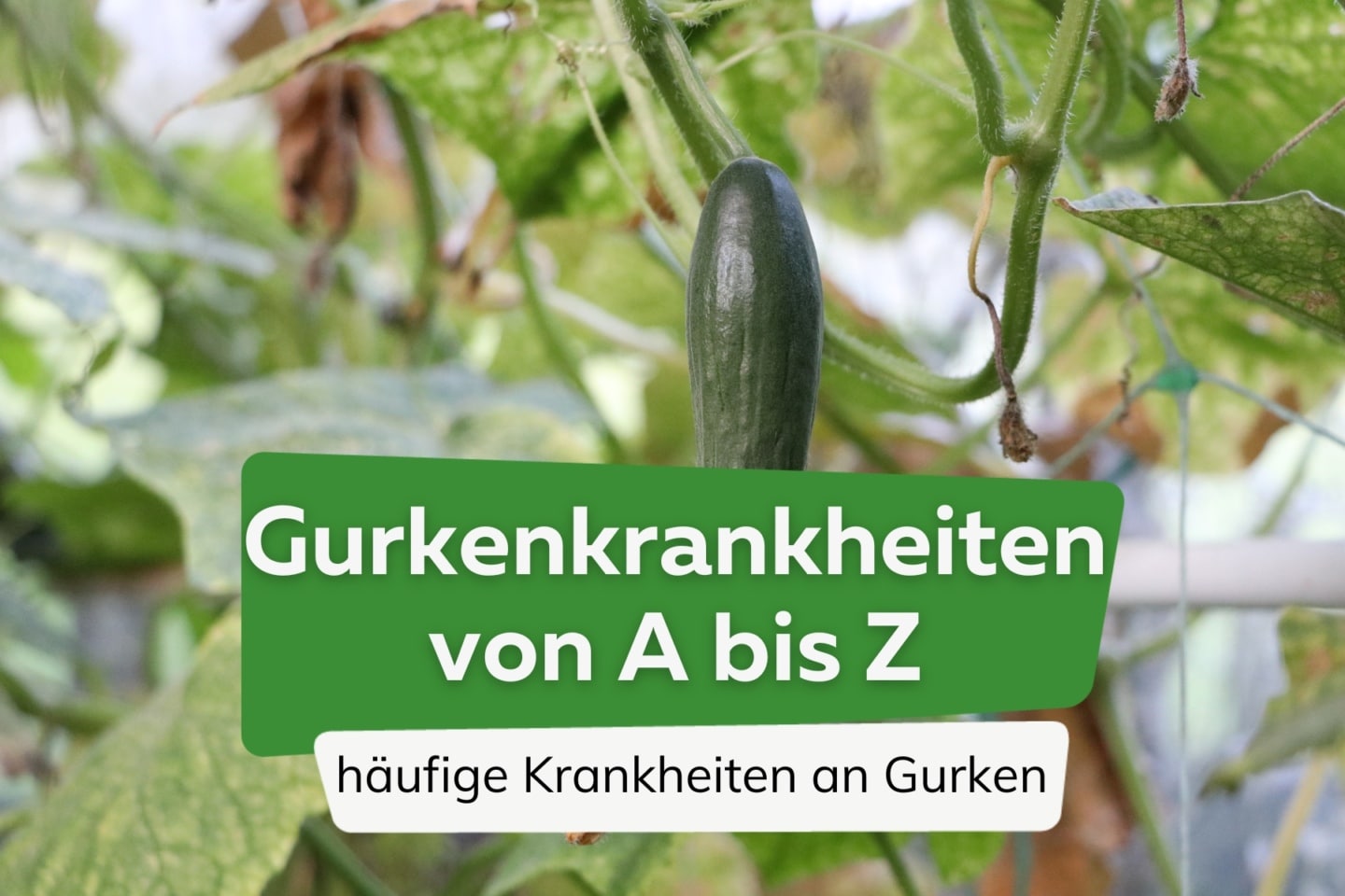 Gurken Notfall Erkennen Sie Krankheiten An Bildern Der Umfassende Ratgeber