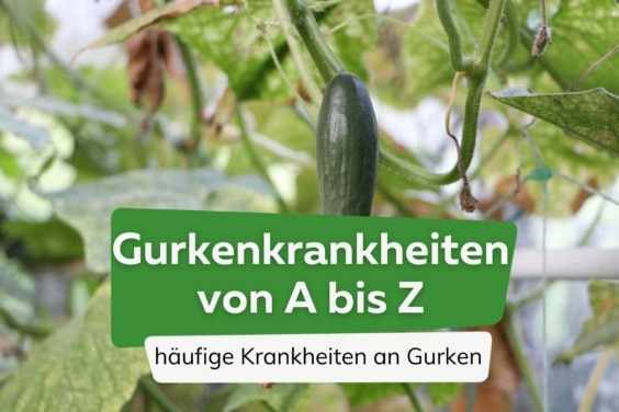 Gurkenkrankheiten - Krankheiten an Gurkenpflanzen