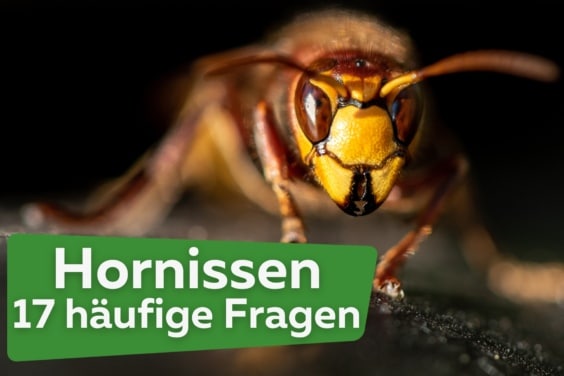 Hornissen: häufige Fragen