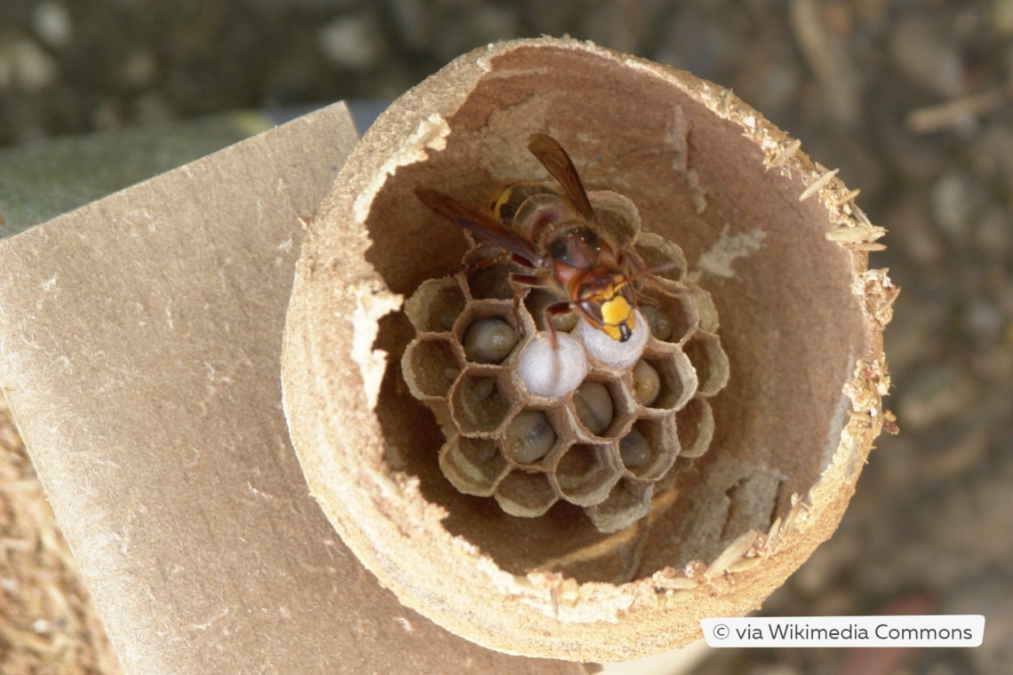 Hornissennest mit Königin