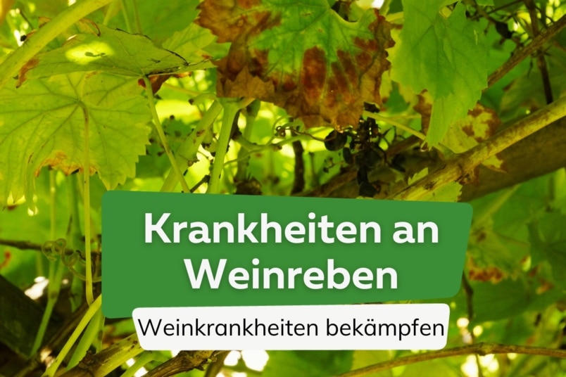 Krankheiten an Weinreben bekämpfen