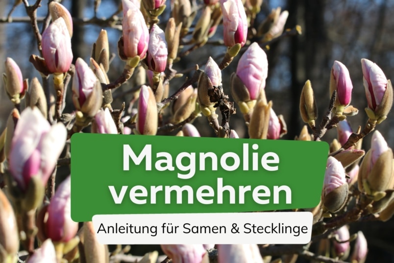 Magnolien vermehren - Anleitung für Samen und Stecklinge