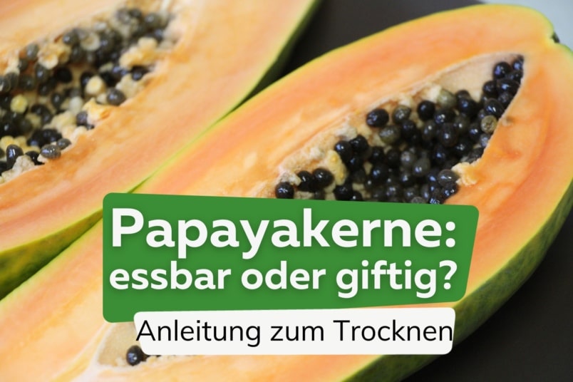 Papayakerne essbar - Anleitung zum Trocknen