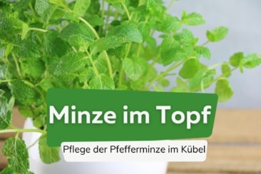 Pflege von Minze im Topf und Pfefferminze im Kübel