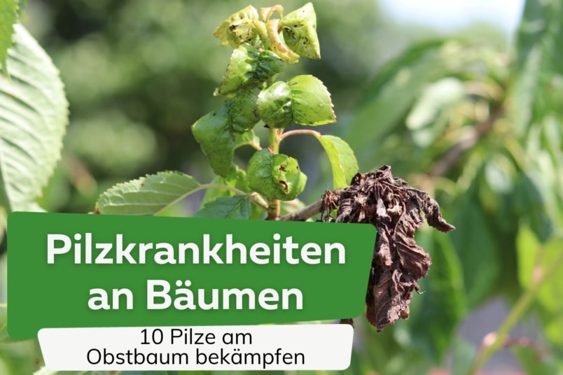 Pilzkrankheiten an Obstbäumen