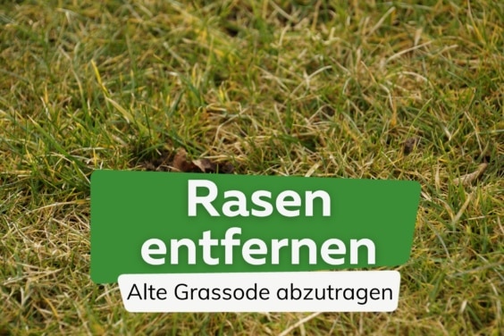 Rasen entfernen - Grasode abtragen