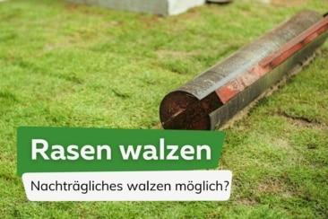 Rasen walzen: ist es sinnvoll? Nachträglich walzen möglich?