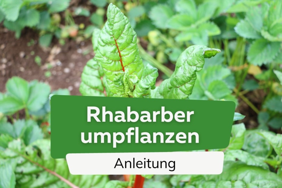 Rhabarber umpflanzen Wann und wie Sie ihn umsetzen / Anleitung