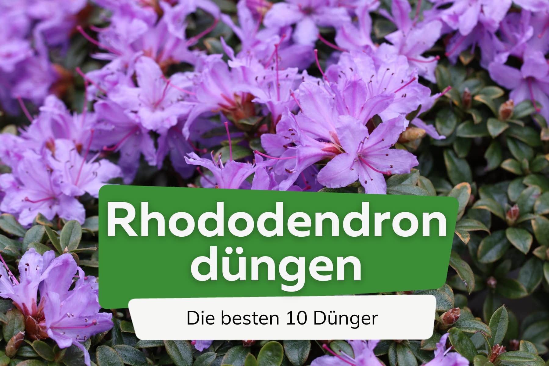 Rhododendron düngen