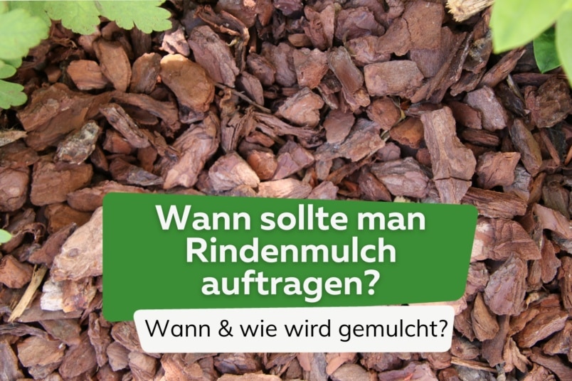 Rindenmulch auftragen